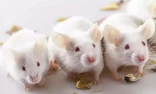 小白鼠吃了都患白血病,很多人却还天天吃,要小心了