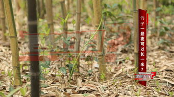 竹子的生长速度快吗一年能长多少,观赏竹子根系一年长多少