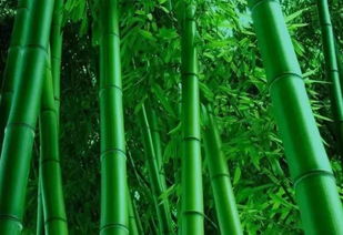 竹子的诗句有哪些,以竹子自喻的诗句？