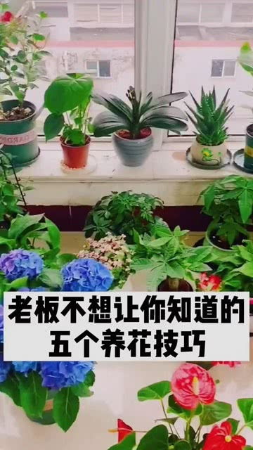 绿植鲜花属于什么垃圾,绿植鲜花，美化生活的环保垃圾分类明星