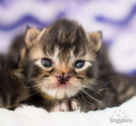 天生裂唇的猫还怎么美 猫 谁说唇裂就一定丑啦 我鼻子也裂了,还是比你漂亮