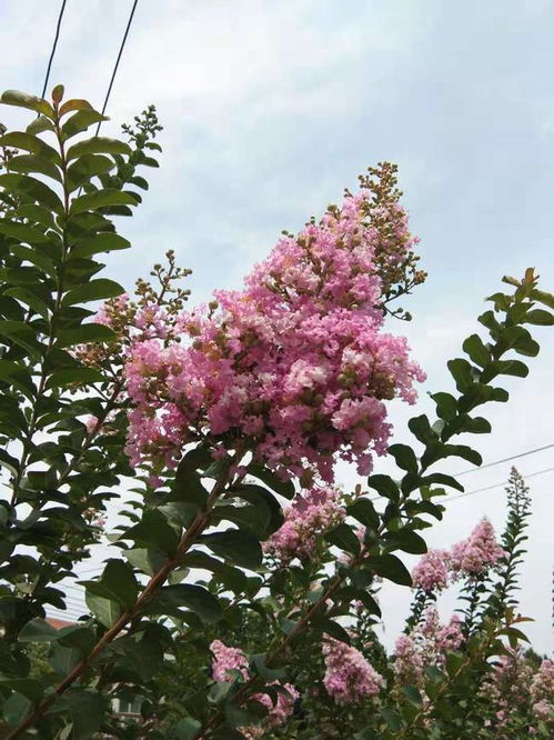 农村庭院和大门两侧,都爱种植一些紫薇树,紫薇树有哪些美好寓意