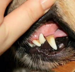 狗狗牙齿的重要性有多少是你不知道的
