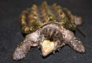 世界上最大的水龟,真鳄龟 鹰勾嘴咬断人类手指
