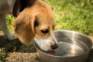 狗狗得了胰腺炎为什么不能喝水 