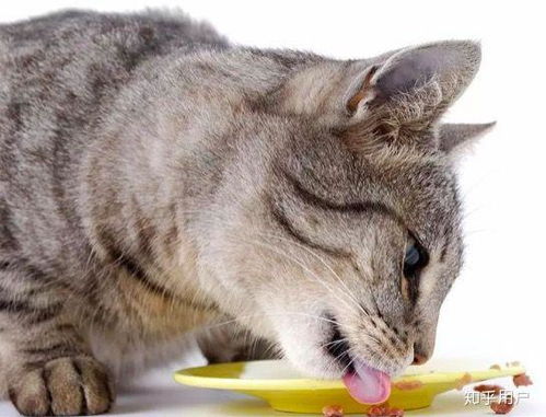 给猫喝汤能代替日常喝水吗 