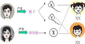 一般情况下,人类精子中性染色体的组成是 A.XB.YC.X或YD.X和 