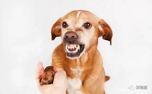 狗狗为什么不让你摸它爪子 有5个重要原因,让它不愿意被摸