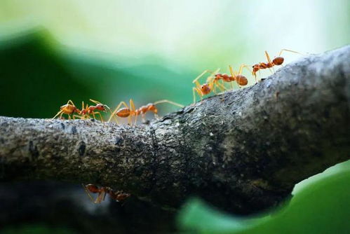 为什么蚂蚁搬家会下雨 蚂蚁是如何感知天气变化的