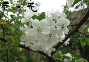 荼蘼花的花语是,茶司的起源和特点