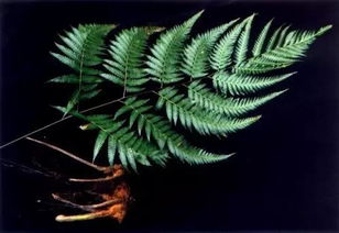 侏罗纪植物活化石 金毛狗蕨