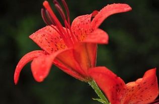 红色百合花的花语和寓意,亚洲红百合花语