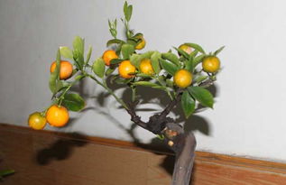 金橘花怎么养,金橘花的培育秘籍：让你的花园盛开一片金黄
