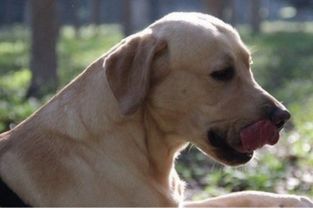 宠物犬有护食的习惯时,铲屎官们要重视