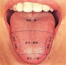 关于舌头的知识(有关舌头的秘密)