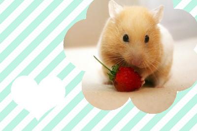 仓鼠可以吃草莓吗 吃了不会有事吗 请专业人士回答 