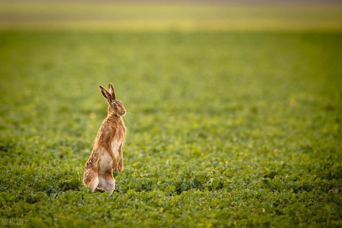 兔年说兔,十二首诗词,说不尽兔儿的可爱,道不尽中华兔儿文化
