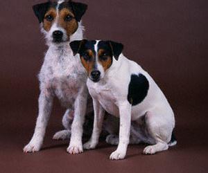 比格犬和杰克罗素梗犬是一个犬种 