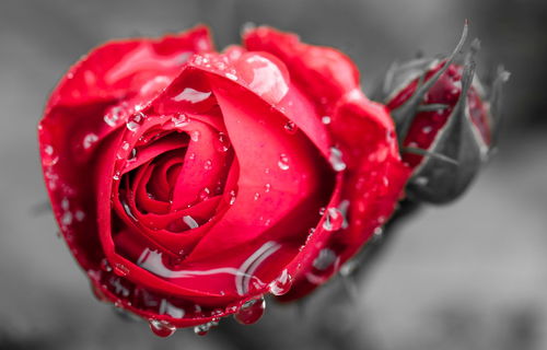 此花被称为爱情之花,具有活血散瘀的效用,代表着热情和热恋