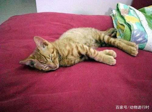 猫猫蹭人什么意思(猫咪蹭人表示什么)