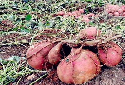 红薯什么时候种植最好 时间,红薯种