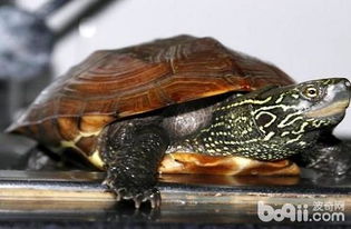 中华草龟能长多大 中华草龟寿命多长