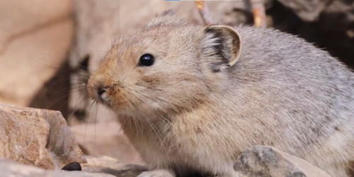 贺兰山国家森林公园再次发现贺兰山鼠兔