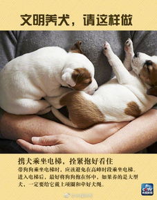 滁城开出首张不文明养犬罚单 养犬不注意这些,问题就大了