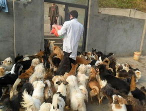 武汉的宠物市场在哪里 有几个 