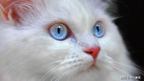 漂亮的蓝眼白猫是耳聋听不见吗