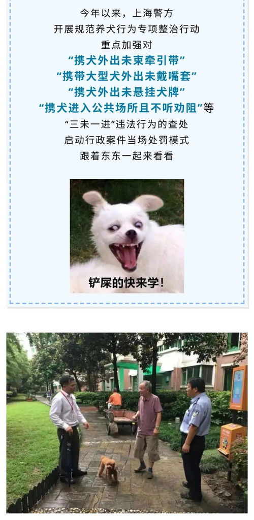 上海铲屎官,遛狗不牵绳 不戴嘴套 不挂犬牌 可当场罚款