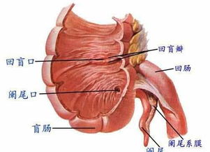 冷知识 那些说阑尾没有用的人,可以闭嘴了