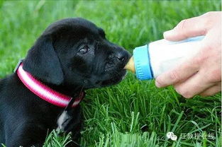 狗狗到底为什么不能喝牛奶 