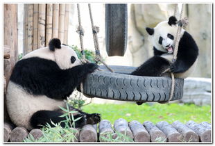 上海动物园门票, 上海动物园门票 