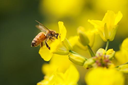 梦见蜜蜂采蜜是什么预兆(查梦见蜜蜂采蜜是什么意思?)