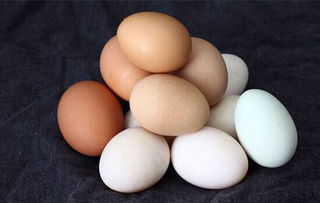 蛋壳颜色与营养无关 