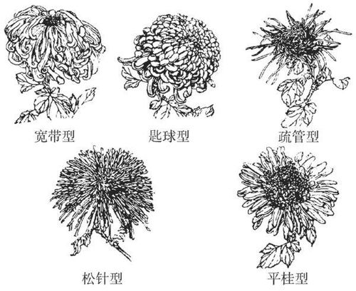 菊花种类简笔画,介绍菊花的种类
