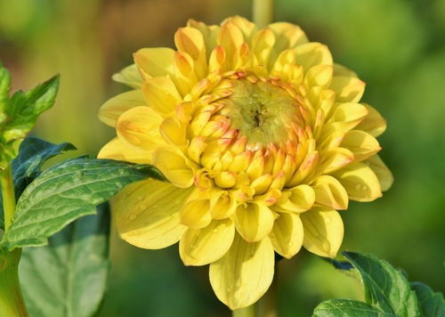 11月末的星座运势 桃花盛开,月老喜送情缘,收获爱情坠入爱河