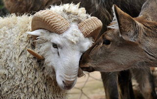 公羊长毛和雌鹿纯子感情很好 米粒分享网 Mi6fx Com