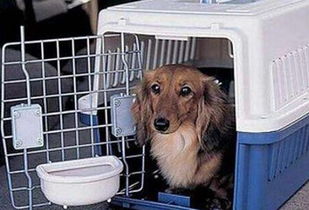 图 上海宠物托运价格表 宠物托运公司哪家好 上海宠物服务 