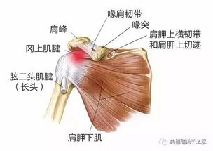 不明原因的肩膀痛,可能是你太爱干净造成的