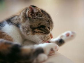 猫咪一定吃化毛膏吗 化毛膏什么时候吃
