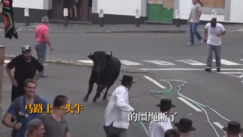 马路上一头牛追着小哥跑了一路,最后这一下不得了 