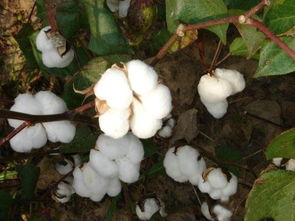 新疆棉花种子大全,南疆喀什地区种什么棉花种子好