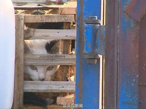 苏州警方高速路截停卡车 救下2000只猫 