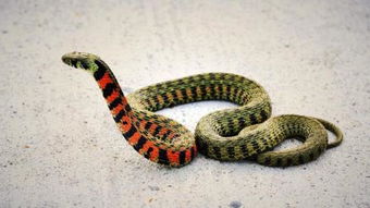 养蛇达人科普有关于养宠物蛇的误会,冬天宠物蛇怎么冬眠才最好 