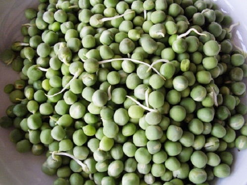 豌豆发芽能吃吗 能吃,而且营养比黄 绿豆芽更高 