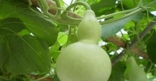 葫芦是一种美味蔬菜,成熟后又可做水瓢卖 高产葫芦你会种吗