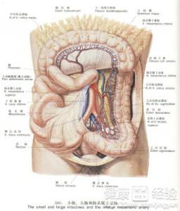 小儿的肠有什么特点