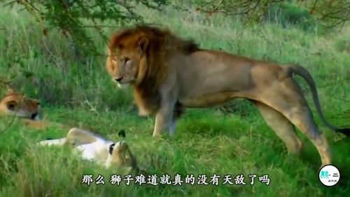 狮子为什么这么怕 马赛人 镜头记录全过程,狮子都不敢惹他们 